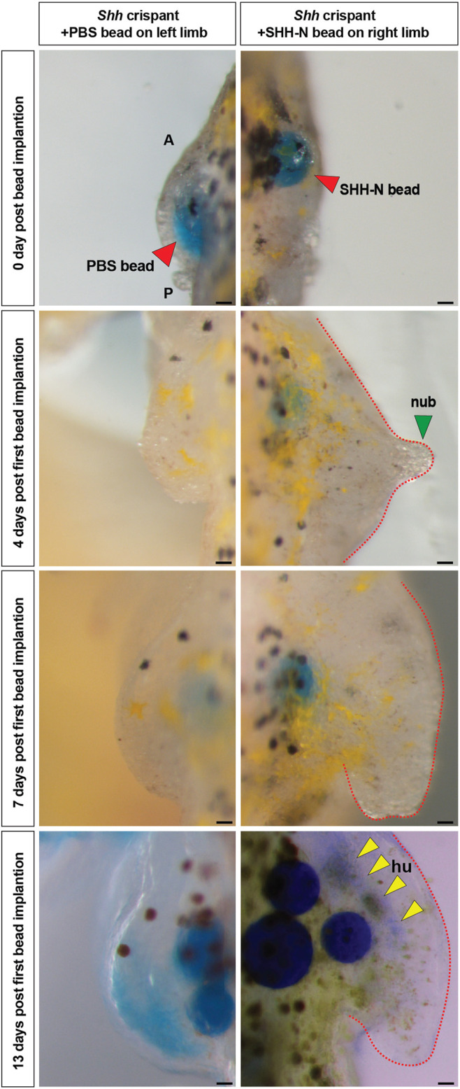 FIGURE 4