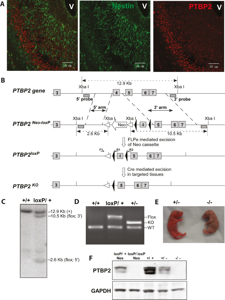 graphic file with name elife-31550-fig2.jpg