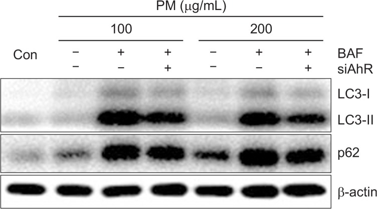 Fig. 11.