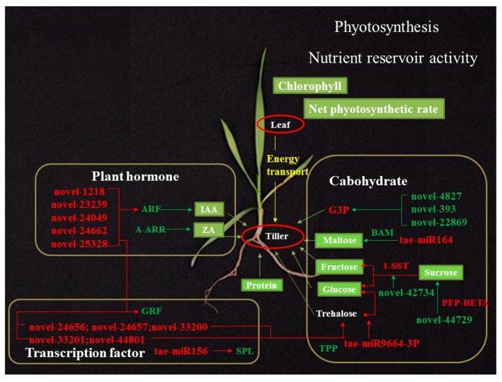 Figure 12