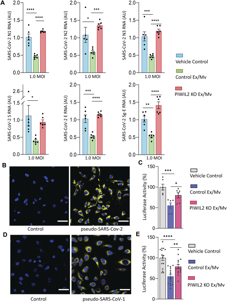 Exosomes/microvesicles target SARS-CoV-2 via innate and RNA-induced ...