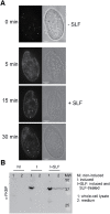 FIGURE 5: