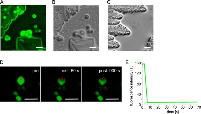 Fig. 12