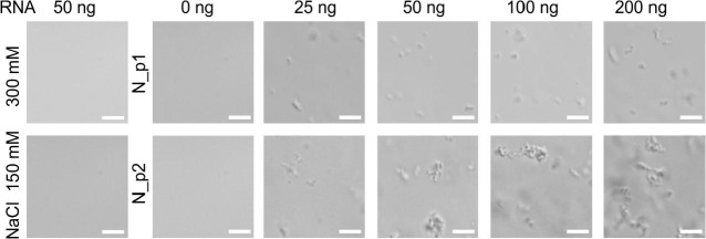 Fig. 11