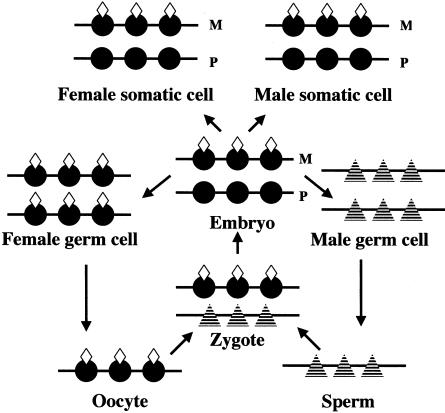 Figure  3