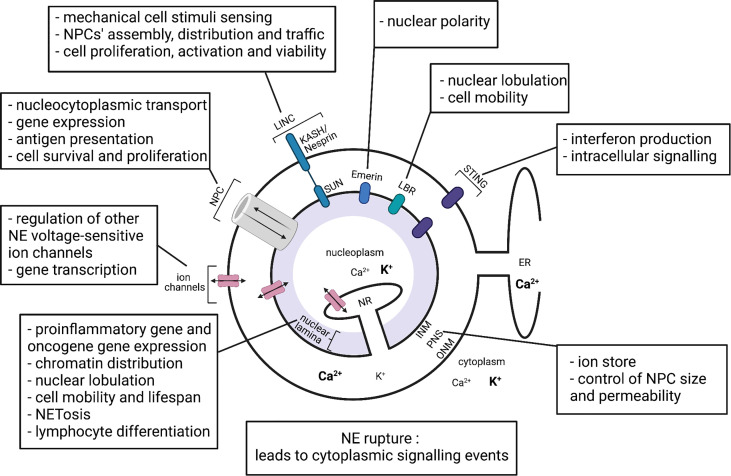 The Nuclear Envelope as a Regulator of Immune Cell Function - PMC