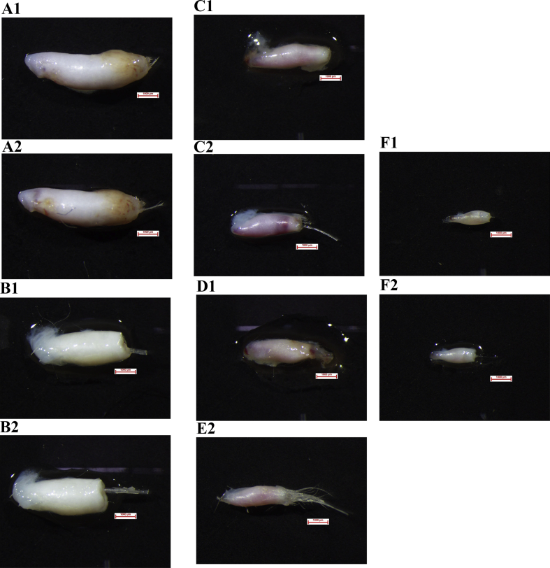 Fig. 3