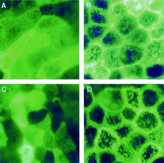 FIG. 7