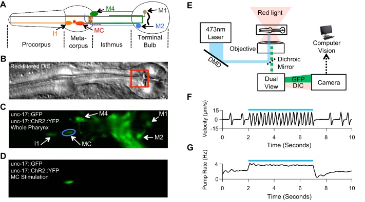 Neural And Genetic Degeneracy Underlies Caenorhabditis Elegans Feeding 