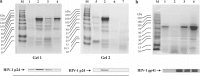 <b>FIG. 2.</b>