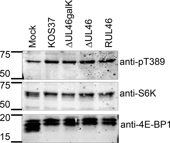 FIG. 10.