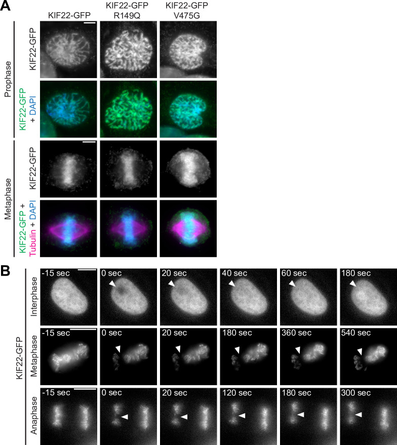 Figure 2—figure supplement 2.