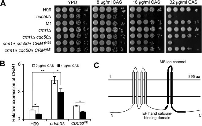 FIG 1