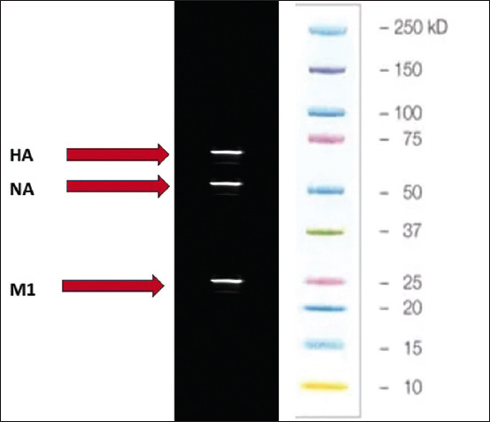 Figure-6