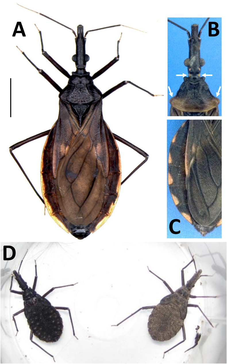 Fig. 2