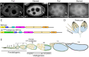 Fig 1.