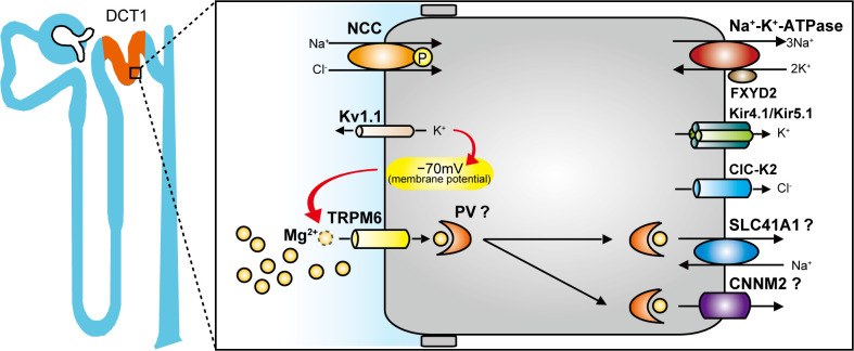 Fig. 1.