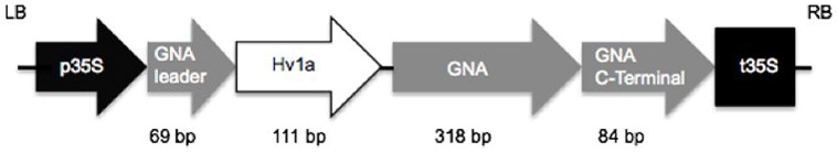 FIGURE 1