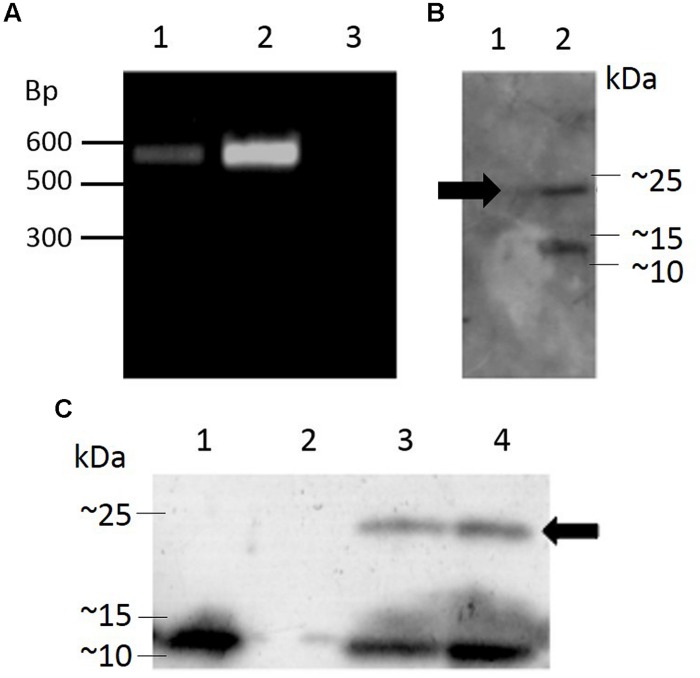 FIGURE 5