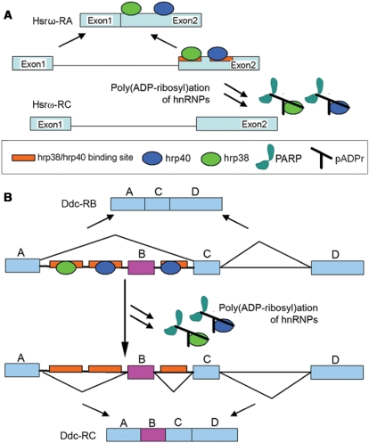 Figure 9.