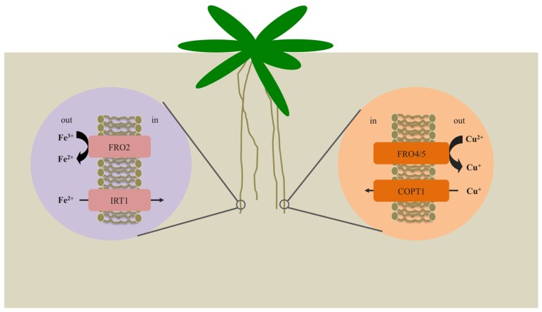 FIGURE 1