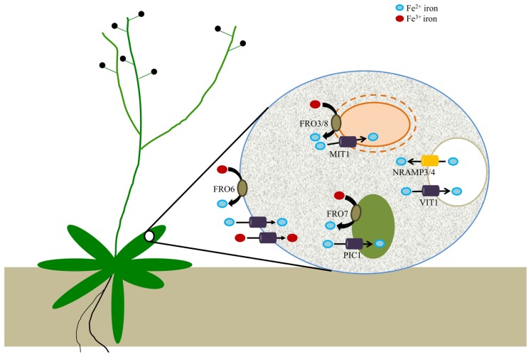 FIGURE 2