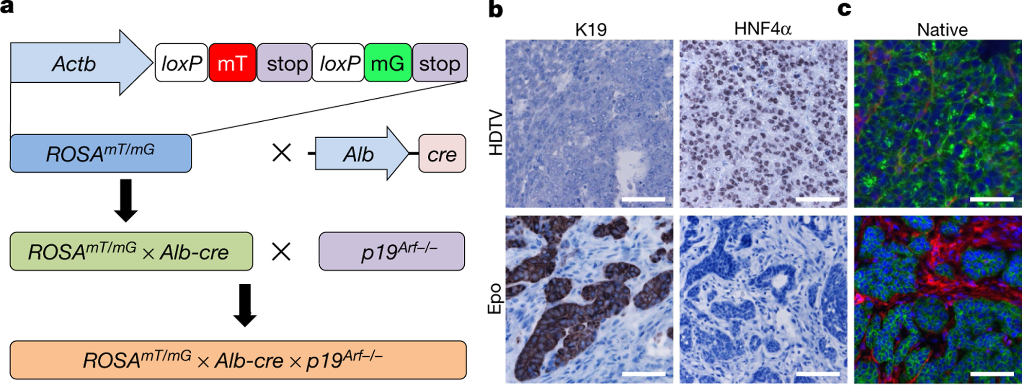 Fig. 2 |