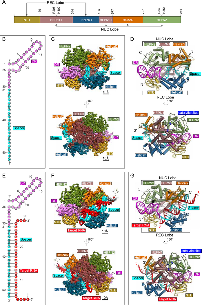 Structural basis for the RNA-guided ribonuclease activity of CRISPR ...