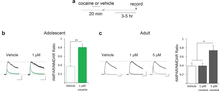 Figure 1—figure supplement 3.