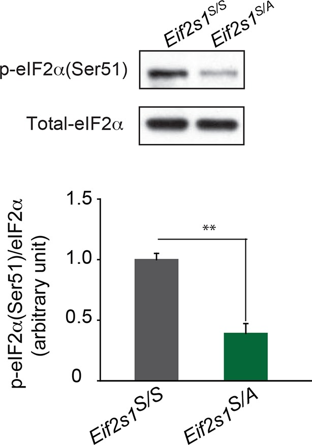 Figure 3—figure supplement 1.