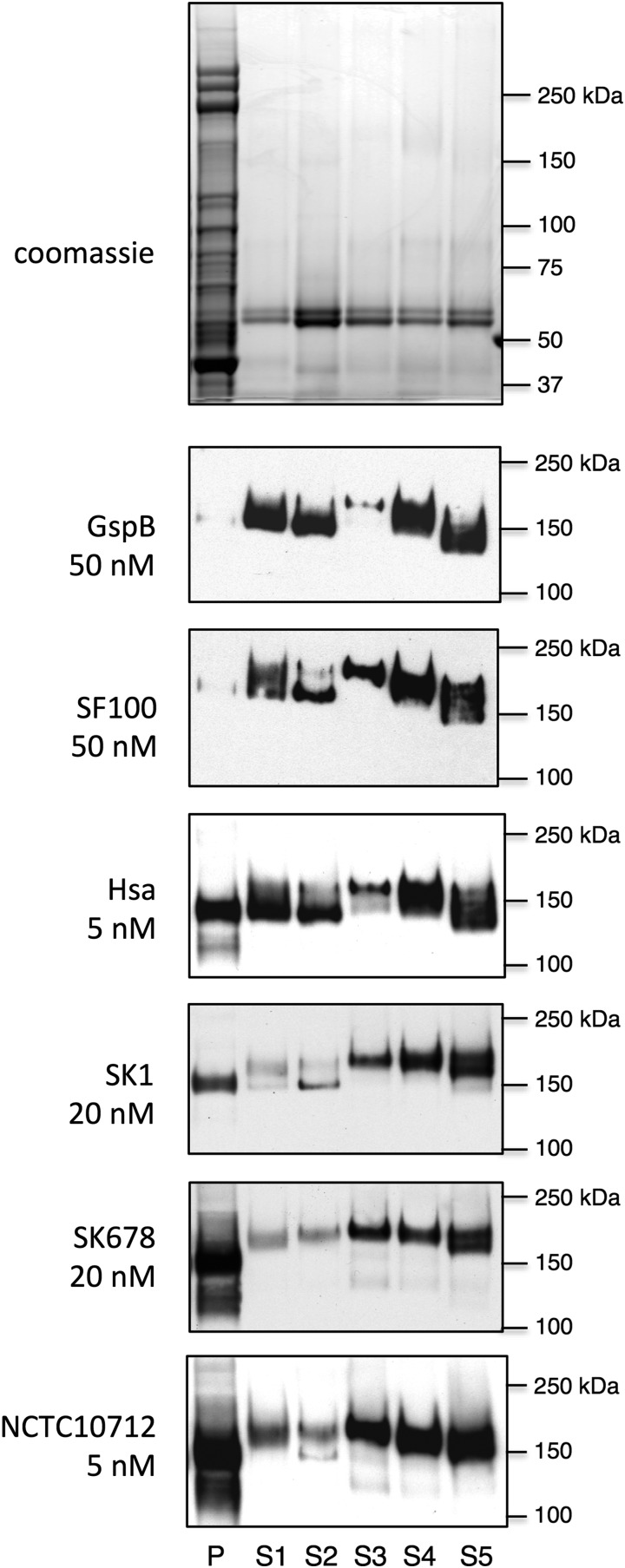 Fig. 8.