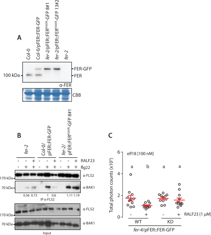 Figure 4—figure supplement 2.