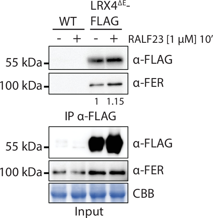 Figure 2—figure supplement 5.