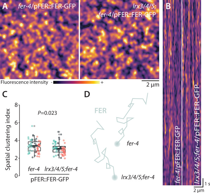 Figure 2—figure supplement 3.