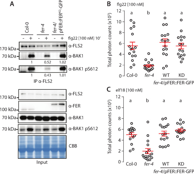 Figure 4—figure supplement 1.