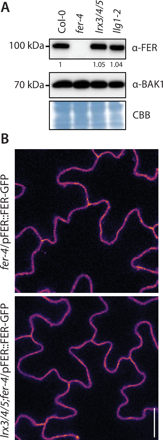 Figure 2—figure supplement 2.