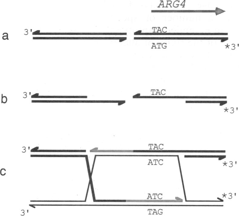 graphic file with name pnas01044-0320-a.jpg