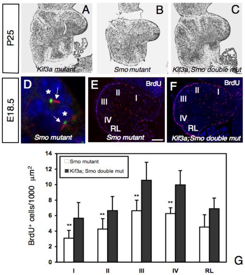 Fig.7