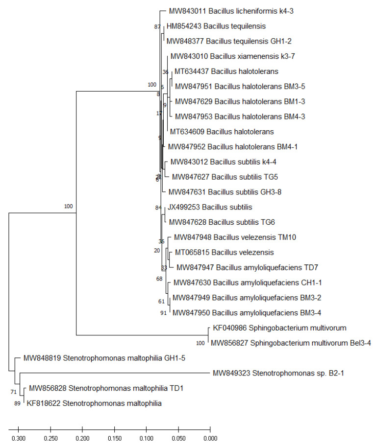 Figure 3