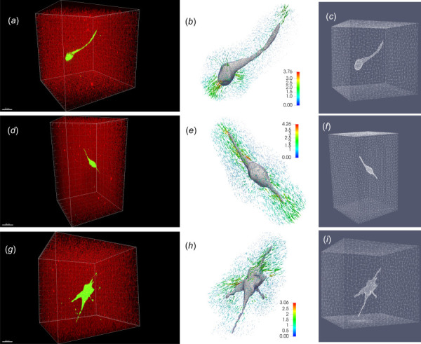 Nonlinear 3D TFM workflow for three representative NIH 3T3 cells fully encapsulated in soft ((a)–(c)), medium ((d)–(f)), and stiff ((g)–(i)) dextran-based hydrogel matrices, respectively. (a), (d), and (g) Three-dimensional reconstruction of fluorescence images showing geometry of a 3T3 cell encapsulated in a hydrogel containing fluorescent beads. The scale bar in (a), (d), and (g) is of 20μm, 30μm, and 20μm, respectively. (b), (e), and (h): the geometrical model of the cells and bead displacements color coded by magnitude (μm). (c), (f), and (i) finite element mesh on the cell–gel interface and the surface of the truncating domain.