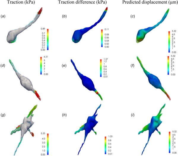 Results of the TFM problem for three NIH 3T3 cells fully encapsulated in soft ((a)–(c)), medium ((d)–(f)), and stiff ((g)–(i)) dextran-based hydrogel matrices, respectively. (a), (d), and (g) tractions fields (in kPa) recovered by means of the nonlinear TFM algorithm (NL-CUR) (only the traction vectors are color coded, while the cell surface is not color coded). (b), (e), and (h) Magnitude of the difference between traction vectors (in kPa) recovered using the nonlinear (NL-CUR) and the linear (LIN) TFM algorithm. (c), (f), and (i) Predicted displacement fields (in μm) on the cell surfaces, where the transparent surfaces represent the recovered cell surfaces in the relaxed configuration. Color bar in each figure denotes the magnitude of the corresponding vector field.