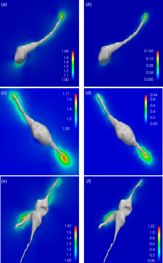 Results for the first principal stretch and strain energy density on the 2D cross sections of hydrogel matrices surrounding the cells. (a), (c), and (e) The local profile of the first principal stretch in the soft, medium, and stiff gels, respectively. (b), (d), and (f) The local profile of the strain energy density (in kPa) in the soft, medium, and stiff gels, respectively.