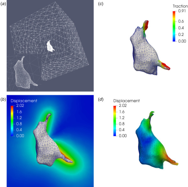 Microglial cell: (a) finite element mesh on the cell–gel interface and the surface of the truncating domain; (b) simulated tractions (in kPa) applied to the cell surface; (c) displacement field (in μm) on a 2D cross section of the hydrogel matrix; (d) displacement field (in μm) on the cell surface, where the solid and transparent surfaces represent the cell geometry in the stressed and relaxed configurations, respectively