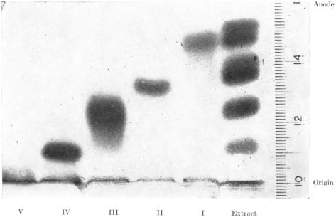 PLATE 1