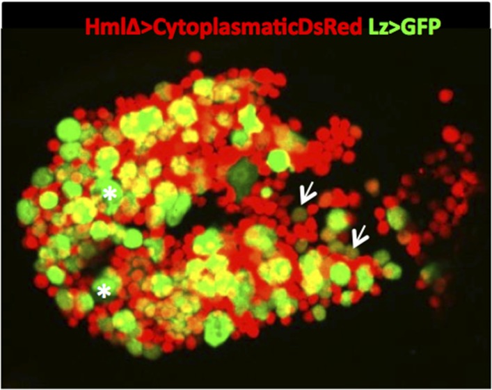 Figure 1—figure supplement 1.