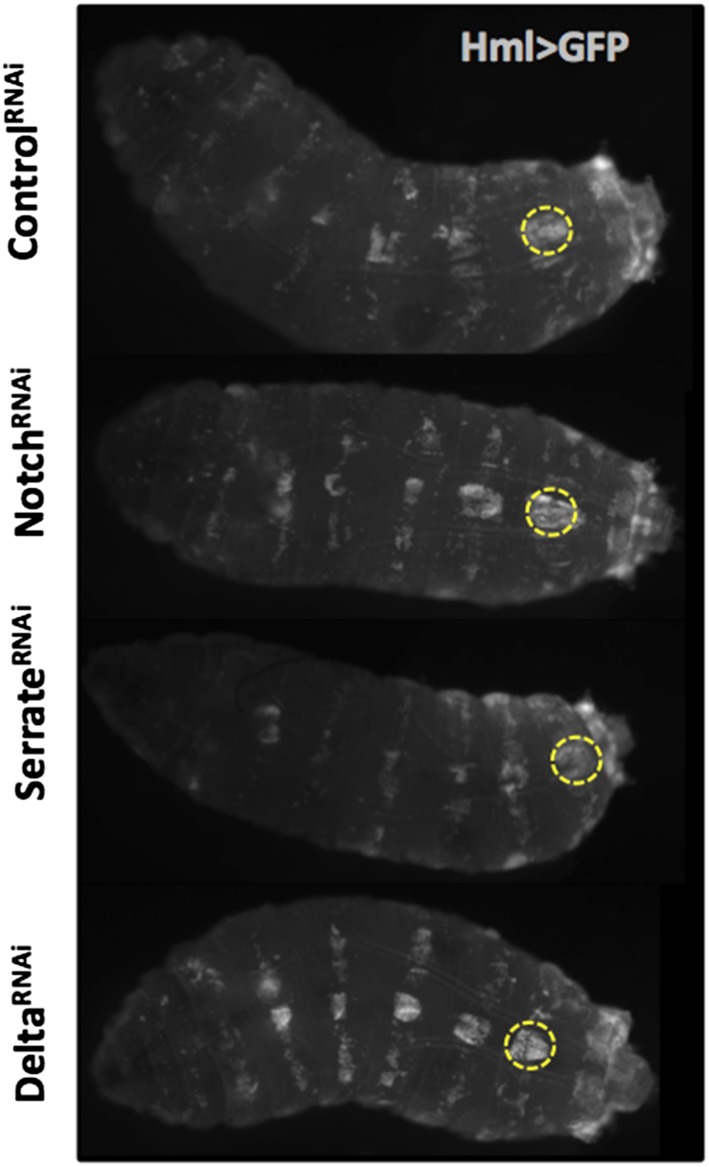 Figure 3—figure supplement 2.