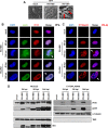 FIG 8