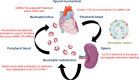 Graphical Abstract