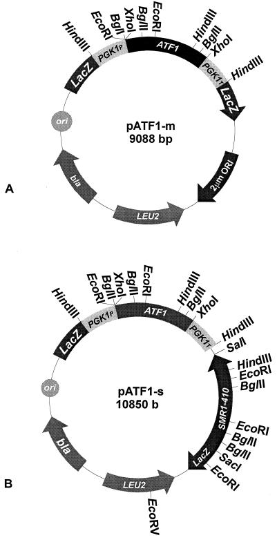 FIG. 1