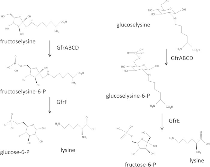 FIG 2